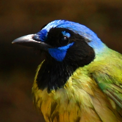 Green Jay 5 Oilify