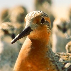 IMG_2425 Red Knot Oilify