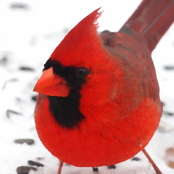 IMG_3735 Northern Cardinal Oilify